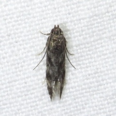 Tineidae clade b