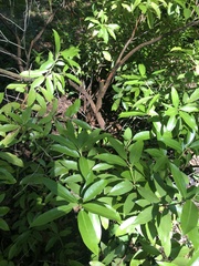 Magnoliopsida