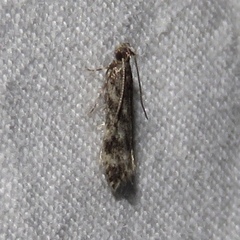 Tineidae clade b