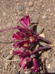 Allium fimbriatum