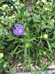 Stokesia