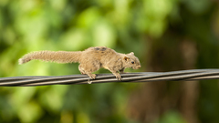 Callosciurus erythraeus styani