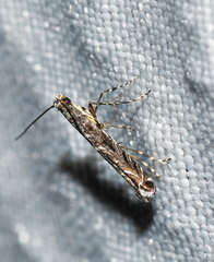 Neurobathra strigifinitella