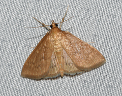 Framinghamia helvalis
