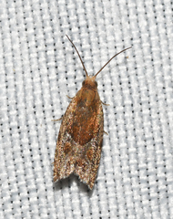 Ancylis comptana