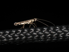 Neurobathra strigifinitella