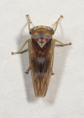Populicerus formosus