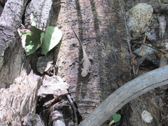 Urosaurus ornatus wrighti