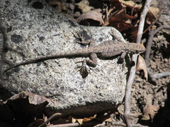 Urosaurus ornatus wrighti