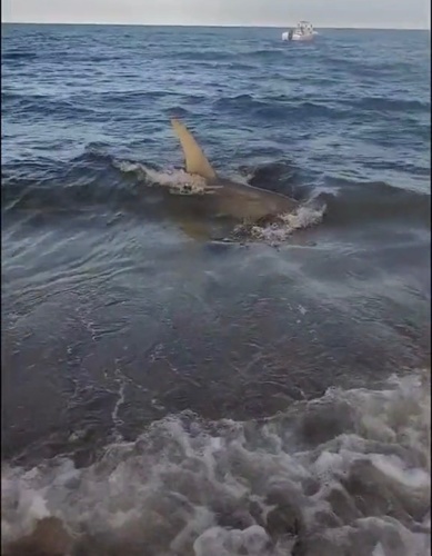 Great Hammerhead photographed in New York