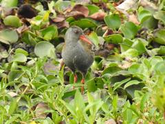 Rallus semiplumbeus
