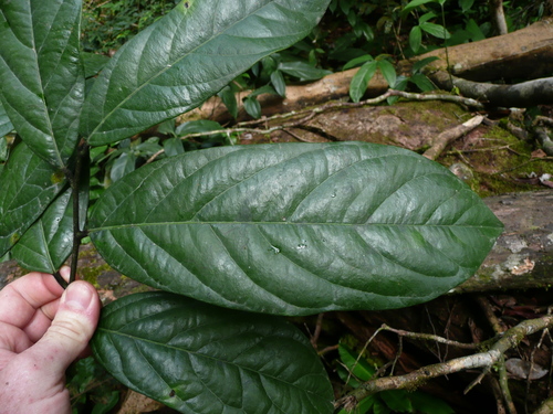 Flint Bark Tree (Diospyros gabunensis)