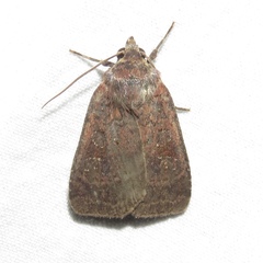 Diarsia jucunda