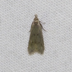 Dichomeris punctipennella