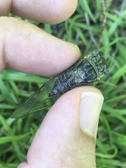 Diceroprocta vitripennis