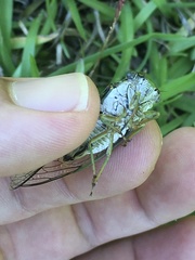 Diceroprocta vitripennis