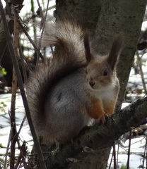 Sciurus vulgaris
