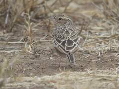 Mirafra javanica marginata