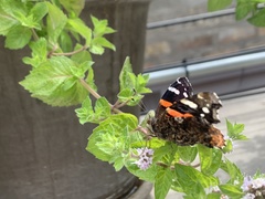 Vanessa atalanta