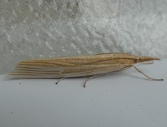 Orocrambus angustipennis
