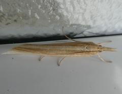 Orocrambus angustipennis