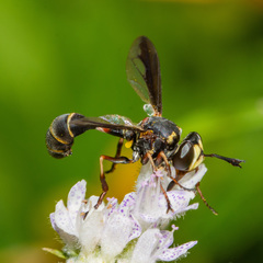 Physocephala marginata