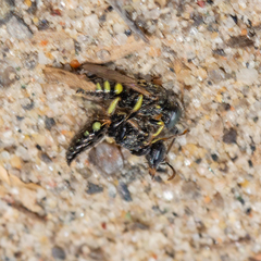 Oxybelus bipunctatus