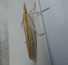 Orocrambus angustipennis