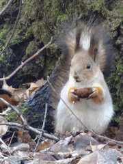 Sciurus vulgaris
