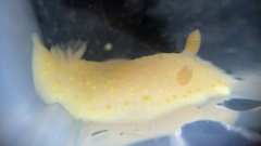 Cadlina modesta