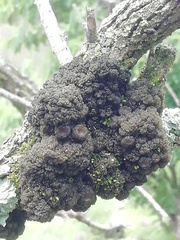 Leptogium phyllocarpum