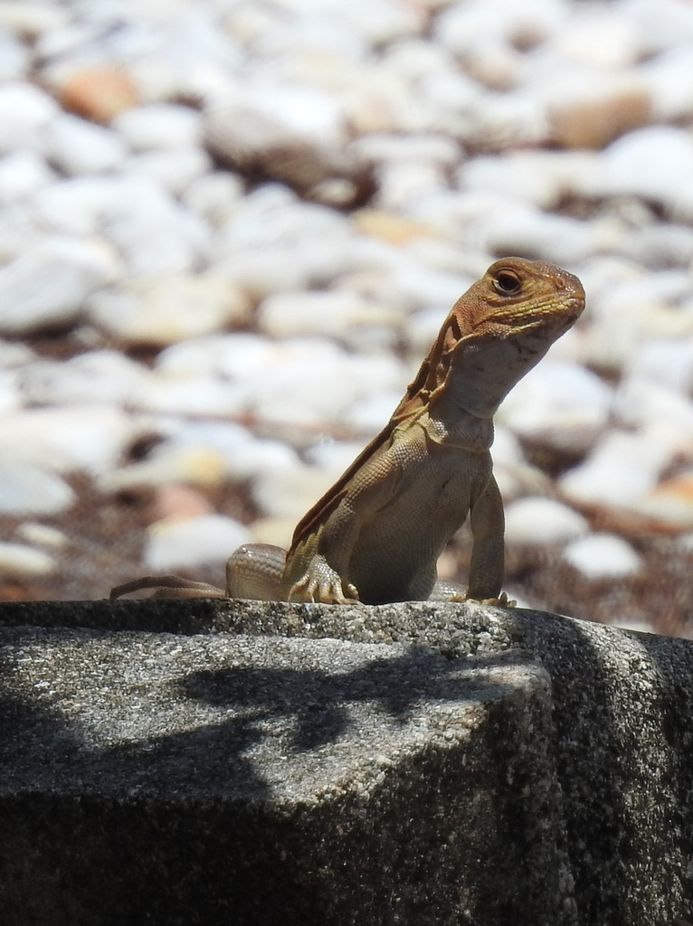 Reeves' Butterfly Lizard
