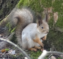 Sciurus vulgaris
