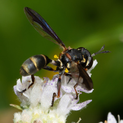Physocephala marginata