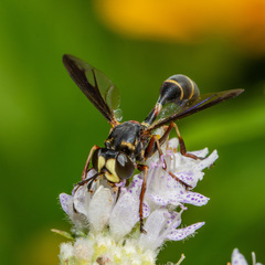 Physocephala marginata