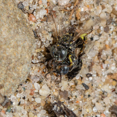 Oxybelus bipunctatus