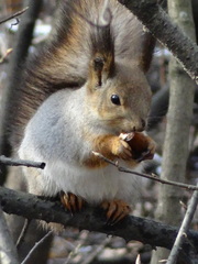 Sciurus vulgaris