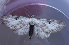 Eupithecia succenturiata