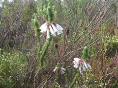 Erica regia