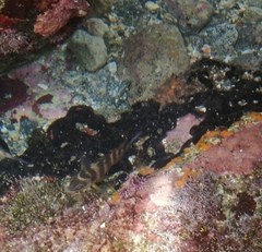 Abudefduf declivifrons