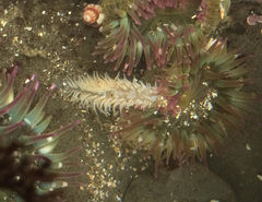 Aeolidia