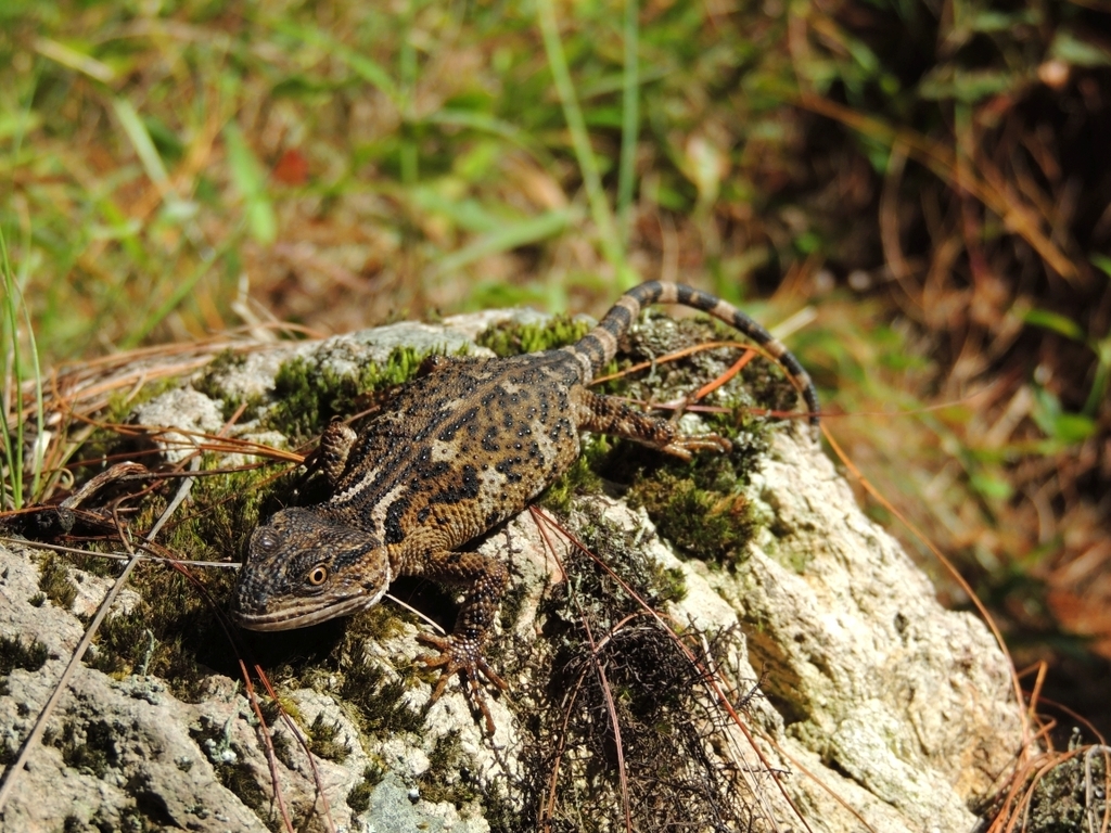 Zacualtipán Knob-scaled Lizard