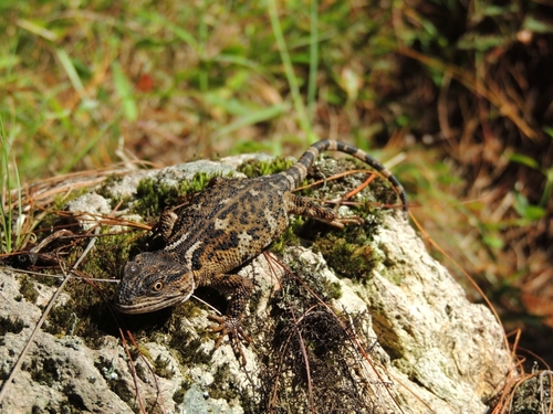 Zacualtipá́n Knob-scaled Lizard, Xenosaurus tzacualtipantecus