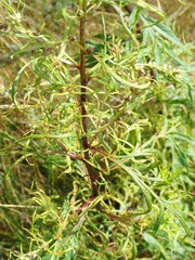 Aceria marginemvolvens