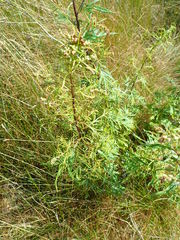 Aceria marginemvolvens