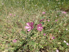 Malva thuringiaca