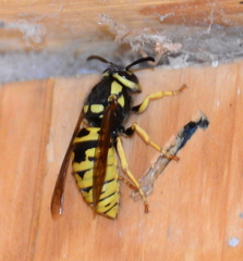 Vespula atropilosa