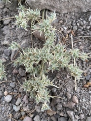 Munroa squarrosa