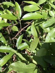 Magnoliopsida