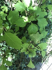 Magnoliopsida